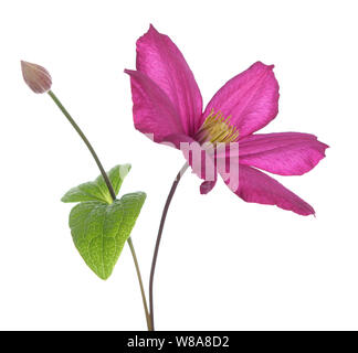 Stadt Lyon Clematis Pink auf Weiß Stockfoto