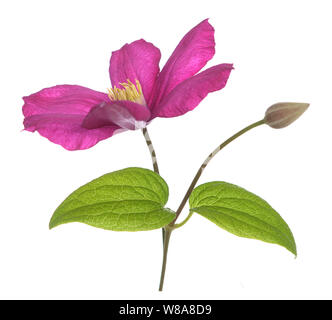 Stadt Lyon Clematis Pink auf Weiß Stockfoto