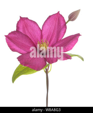 Stadt Lyon Clematis Pink auf Weiß Stockfoto