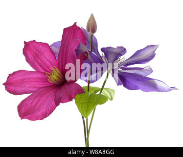 Stadt Lyon Clematis Pink auf Weiß Stockfoto