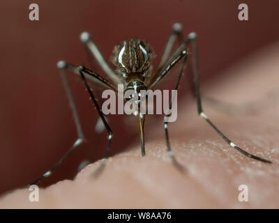 Aedes aegypti (Gelbfieber Moskito) Beißen der menschlichen Haut, bekannt Tropenkrankheiten wie Zika, Dengue, Gelbfieber, chikungunya zu verbreiten Stockfoto