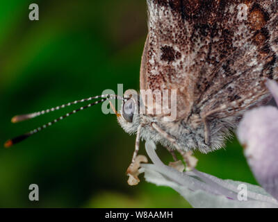 Extreme Makro eines Schmetterlings Besuch einer Blume, Waagen und Insekt Details sichtbar Stockfoto