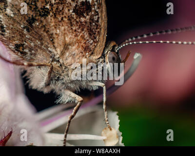 Extreme Makro eines Schmetterlings Besuch einer Blume, Waagen und Insekt Details sichtbar Stockfoto