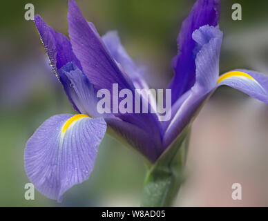 Iris Blume Stockfoto