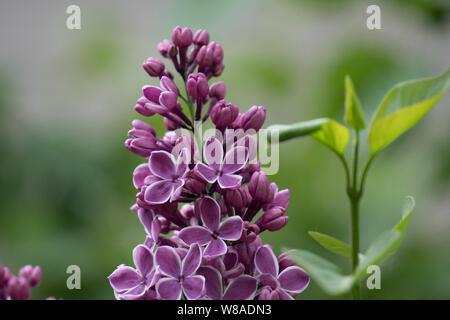 Fliederblüte mit grünem Hintergrund. Stockfoto