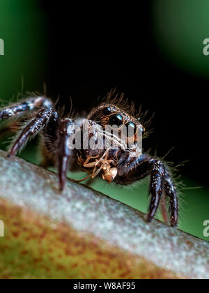 Jumping spider Fütterung auf eine Ameise, close-up mit Auge Details sichtbar Stockfoto