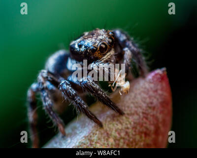 Jumping spider Fütterung auf eine Ameise, close-up mit Auge Details sichtbar Stockfoto