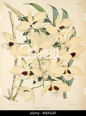 Dendrobium pulchellum (als D dalhousieanum) - Warner, Williams - Wählen Sie Orch. Anlagen 1, PL. 22 (1862-1865). Stockfoto