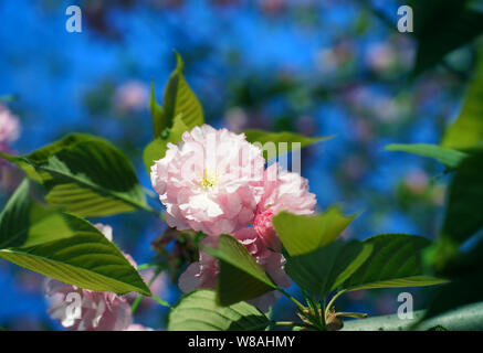 Rosa Kirschblüten. Rosa Blüten auf blauem Himmel Hintergrund. Sakura. Cherry Blossom Stockfoto