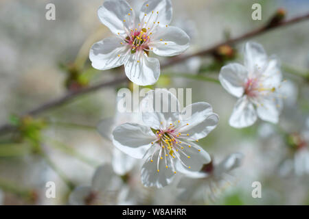 Cherry Blossoms. Weiß sakura Blumen Stockfoto