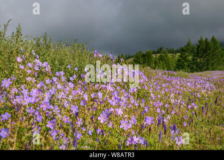 Erstaunlich helle blaue Blüten von Geranium (Geranium pratense) auf der grünen Wiese am Hang des Berges vor dem Hintergrund von Wald und bedeckt Stockfoto