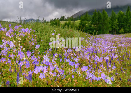 Erstaunlich helle blaue Blüten von Geranium (Geranium pratense) auf der grünen Wiese am Hang des Berges vor dem Hintergrund von Wald und bedeckt Stockfoto