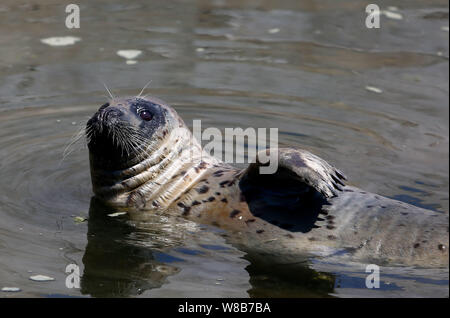 Eine Dichtung schwimmt in einem Teich am Wanbao Küste landschaftlich reizvollen Gegend in Rizhao Stadt, im Osten der chinesischen Provinz Shandong, 19. Mai 2016. Ein wildes Dichtung schwammen in einem Teich an. Stockfoto