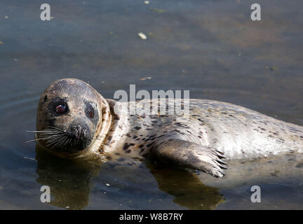 Eine Dichtung schwimmt in einem Teich am Wanbao Küste landschaftlich reizvollen Gegend in Rizhao Stadt, im Osten der chinesischen Provinz Shandong, 19. Mai 2016. Ein wildes Dichtung schwammen in einem Teich an. Stockfoto