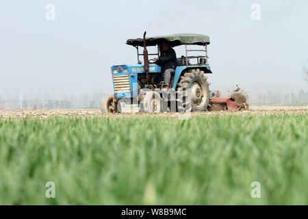 ---- Ein chinesischer Bauer fährt ein Traktor ein Maisfeld in Mengcheng Grafschaft zu pflügen, Stadt Bozhou, der ostchinesischen Provinz Anhui, 3. März 2016. China hat Stockfoto