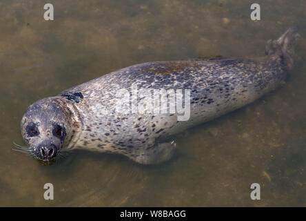 Eine Dichtung schwimmt in einem Teich am Wanbao Küste landschaftlich reizvollen Gegend in Rizhao Stadt, im Osten der chinesischen Provinz Shandong, 19. Mai 2016. Ein wildes Dichtung schwammen in einem Teich an. Stockfoto