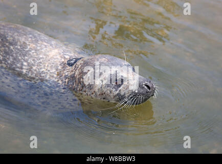 Eine Dichtung schwimmt in einem Teich am Wanbao Küste landschaftlich reizvollen Gegend in Rizhao Stadt, im Osten der chinesischen Provinz Shandong, 19. Mai 2016. Ein wildes Dichtung schwammen in einem Teich an. Stockfoto