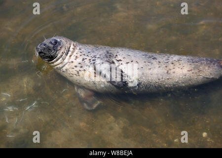 Eine Dichtung schwimmt in einem Teich am Wanbao Küste landschaftlich reizvollen Gegend in Rizhao Stadt, im Osten der chinesischen Provinz Shandong, 19. Mai 2016. Ein wildes Dichtung schwammen in einem Teich an. Stockfoto