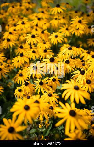 Black-Eyed Susan Blumen wachsen wild in Amsterdam Stockfoto