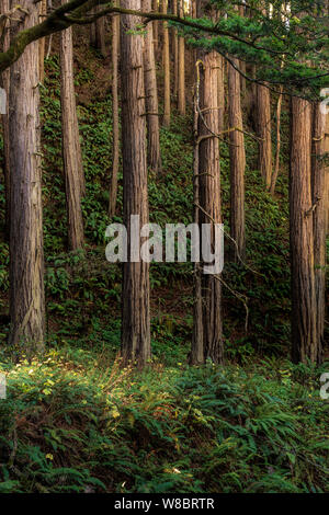 Schöne Rotholzbäume wachsen auf einem Hügel in Big Sur, Kalifornien. Stockfoto