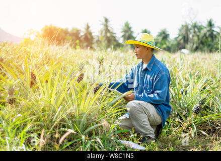 Geschäftsmann Bauer Holding Tablet für die Überprüfung in der Ananas. Intelligenter Landwirt Konzept Technologie Internet und Informationen für die Entscheidung. Stockfoto