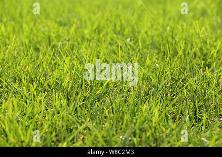 Grünen Gras im Sonnenlicht, selektiven Fokus. Sommer Natur Hintergrund, sonnige Wiese Textur, gemähten Rasen Stockfoto