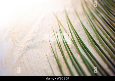 Tropical Beach. Green Palm Leaf liegt auf dem weißen feinen Sand. - Nahaufnahme, Ansicht von oben, Hintergrundbilder. Copyspace. Stockfoto