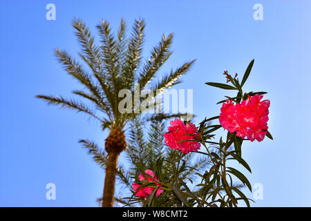 Rosa Oleander Blumen und Palmen, Medina, Marrakesch, Marokko, Nordafrika Stockfoto