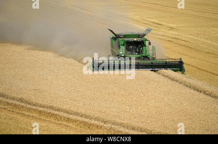 Ein Mähdrescher bei der Arbeit in einem Feld von Weizen in der Nähe von Walpole Autobahn in Norfolk Stockfoto