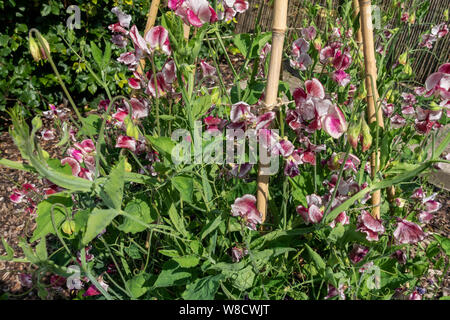 Nahaufnahme von süßen Erbsen (lathyrus odoratus) Blumenblumen ‘Wiltshire Ripple’ Aufwachsen eines Bambusgartens Stock Wigwam Sticks in einem Garten England UK Stockfoto