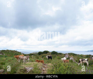 Kühe und Kälber auf Kerry Halbinsel in Irland bei Ring of Kerry Stockfoto