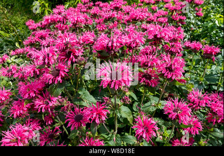 Nahaufnahme der rosa Bergamotte monarda didyma (Bienenbalsam) Blumen Blume im Sommer England Großbritannien Großbritannien GB Großbritannien Stockfoto