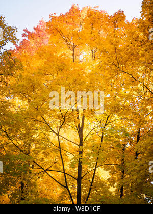 Gelbe Oberteile Herbst Ahorn mit Herbst goldene Blätter gegen den blauen Himmel in Tag der Herbst - Herbst Hintergrund Ansicht von unten Stockfoto
