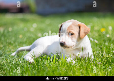 Süße kleine Welpen Hund im Gras liegen. Stockfoto