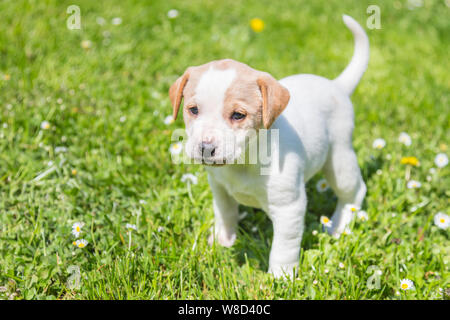 Süße kleine Welpen Hund im Gras. Stockfoto