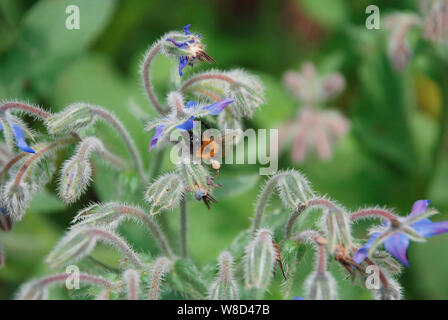 Eine Biene mit einem Pollensack am Bein untersucht eine Borretschblüte im Nordosten Italiens Stockfoto