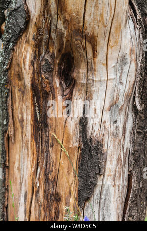 Alter Baum, Stamm, Rinde Textur eines alten Baumes von brauner Farbe Stockfoto