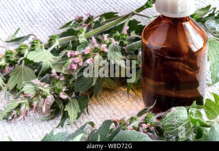 Motherwort - eine Heilpflanze mit einen beruhigenden Effekt Stockfoto