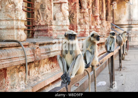 Getuftete grau Langur, Semnopithecus priam in Virupaksha Temple, Hampi, UNESCO-heritge Website, Karnataka, Indien Stockfoto
