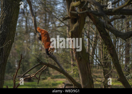 Red panda Klettern vom Baum Stockfoto