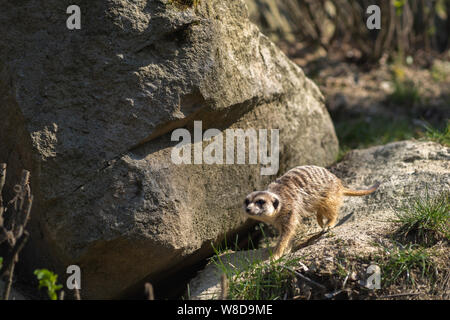 Erdmännchen oder erdmännchen zu Fuß entlang der grossen Felsen. Stockfoto