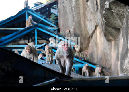 Eine Packung Barbary Affen mit seinem Führer auf blauen Dächern auf der Taung Kloster in Myanmar/Birma. Stockfoto