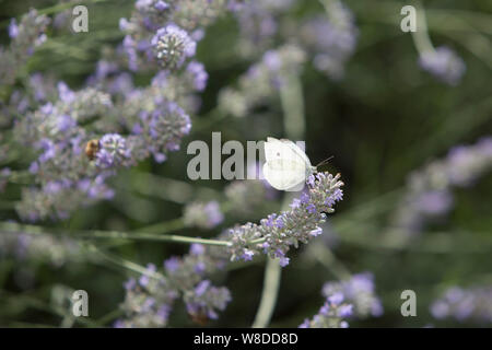 Eine kleine weiße Falter (Pieris rapae) Besuche ein Lavendel Pflanze in einem Vorort Garten South London, am 7. August 2019, in London, England. Stockfoto