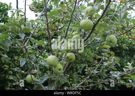 Home Braeburn Äpfel auf einem Baum gewachsen Stockfoto