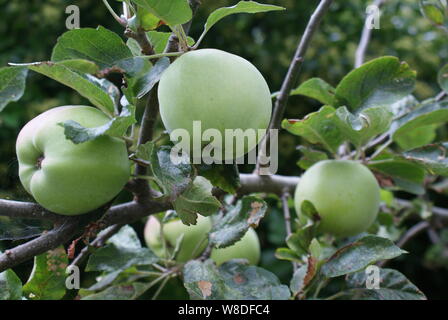 Nahaufnahme von selbst angebauten Braeburn Äpfel auf einem Baum Stockfoto
