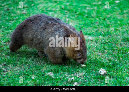 Wombat in freier Wildbahn bei Bendeela Stockfoto