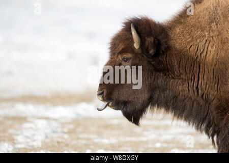 Amerikanischer Bison / Amerikanischer Bison (Bison Bison) im Winter seine blaue Zunge lecken Headshot, Yellowstone-Nationalpark, Wyoming, USA. Stockfoto