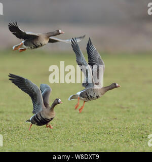 White-fronted Geese/Blaessganse (Anser Albifrons), die von einem Feld von Winterweizen, ihren Futterplatz verlassen, Wildlife, Europa. Stockfoto