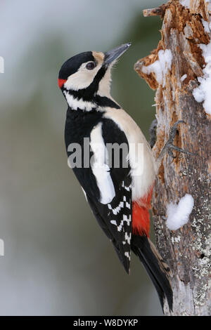 Buntspecht/Buntspecht (Dendrocopos major) Sitzung/Klettern auf einem morschen Baumstamm, auf der Suche nach Essen, Wildlife, Europa. Stockfoto