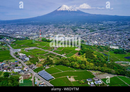 Japan, Honshu, Shizuoka, Kaffee Felder und Mount Fuji Stockfoto